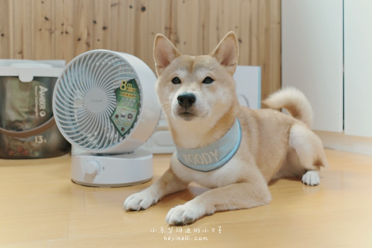 寵物家庭必備×美型循環扇推薦!白色簡約多功能空氣循環扇|元山家電循環扇YS-1801FN開箱 240510 元山家電循環扇 07