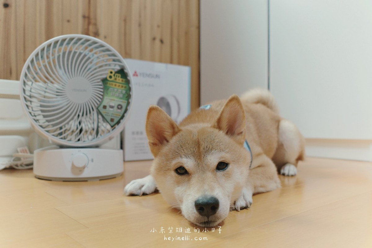 寵物家庭必備×美型循環扇推薦!白色簡約多功能空氣循環扇|元山家電循環扇YS-1801FN開箱 240510 元山家電循環扇 10