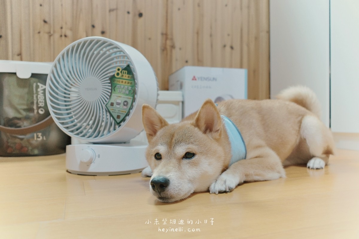 寵物家庭必備×美型循環扇推薦!白色簡約多功能空氣循環扇|元山家電循環扇YS-1801FN開箱 240510 元山家電循環扇 11
