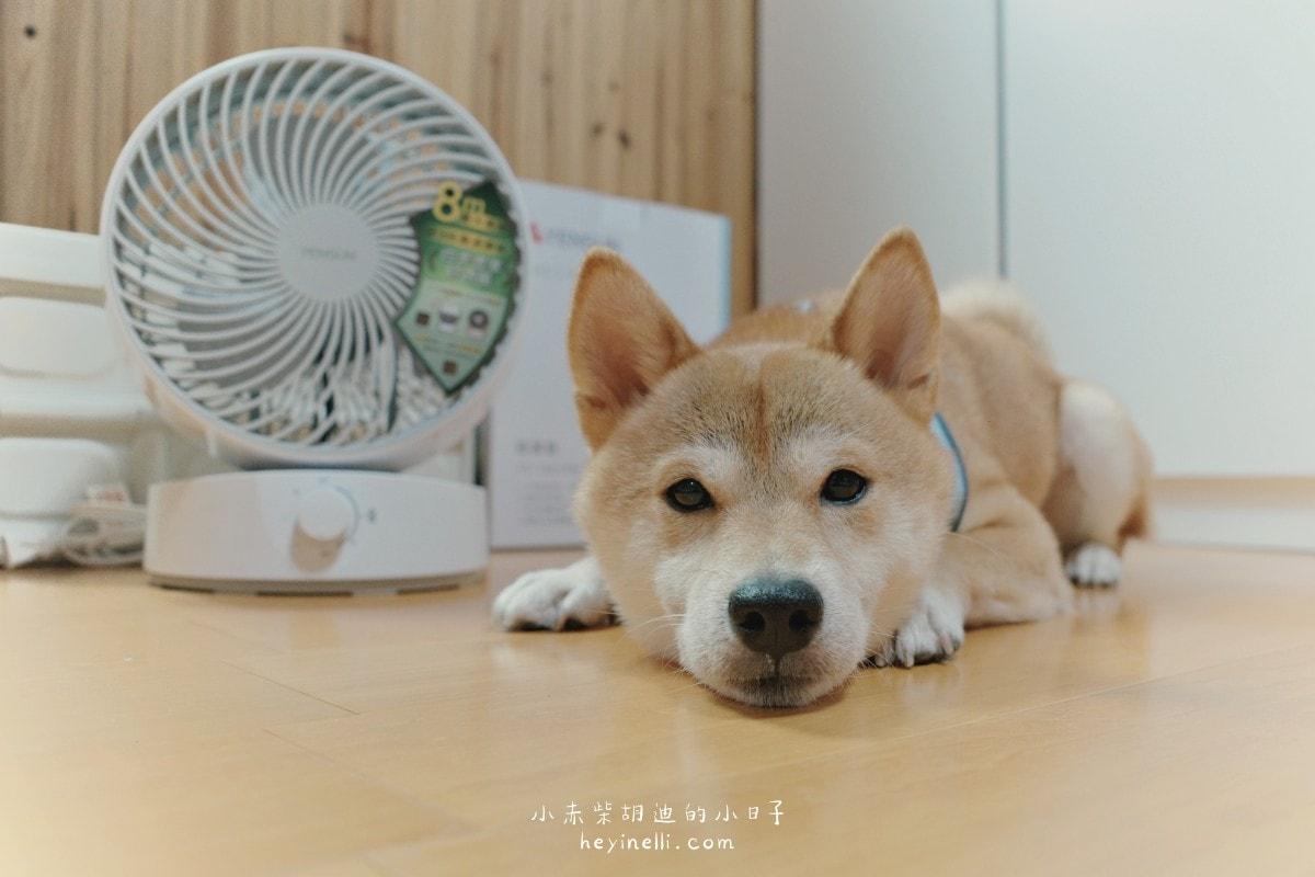 寵物家庭必備×美型循環扇推薦!白色簡約多功能空氣循環扇|元山家電循環扇YS-1801FN開箱 240510 元山家電循環扇 09