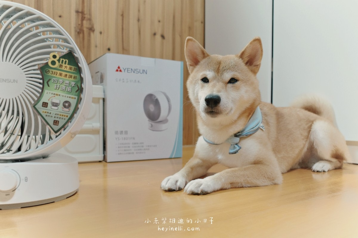 寵物家庭必備×美型循環扇推薦!白色簡約多功能空氣循環扇|元山家電循環扇YS-1801FN開箱 240510 元山家電循環扇 12